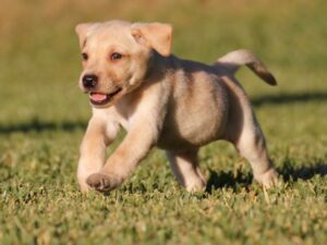 Labradors - Energy Level