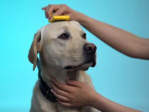 Labradors -Grooming