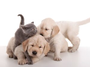 Life With A Golden Retriever And A Cat