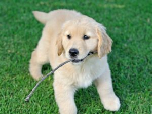 Male Golden Retriever Names