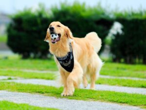 Mistakes When Teaching Your Golden Retriever To Drop It