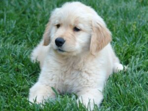 Mistakes When Teaching Your Puppy To Come