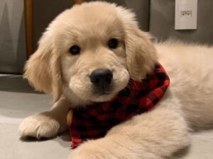 Most Popular Golden Retriever Names Of 2022