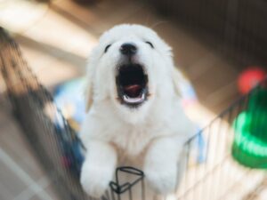 My Puppy Won't Stop Crying In The Crate