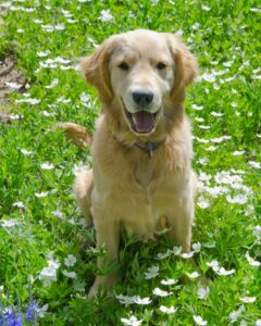Naming Your Golden Retriever