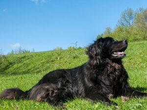 Newfoundland