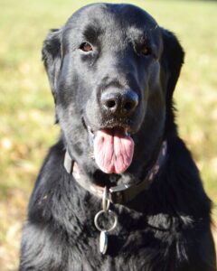Other Lab_Golden Mixes