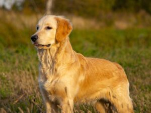 Other Options If You Want A Short Haired Golden Retriever