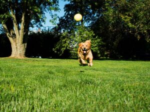 Play Fetch With Your Golden