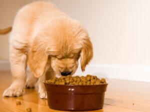 Puppies Are Expensive
