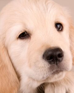 Puppies Get Sick