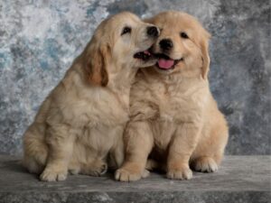 Puppy Biting Mistakes