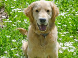 Set Your Golden Up For Success