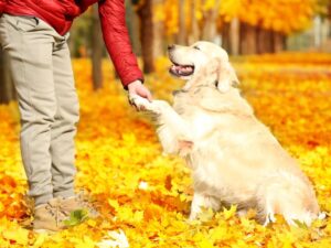 Set Your Golden Up For Success