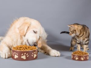 Signs Your Golden Retriever Doesn't Like Your Cat