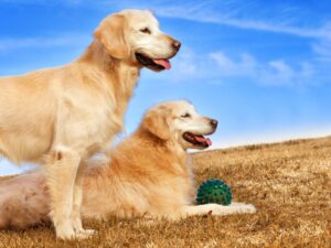 Teach Your Puppy That “Leave It” Applies To Humans & Dogs