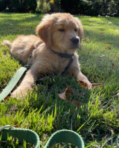 Teach Your Puppy To Leave It While On A Leash
