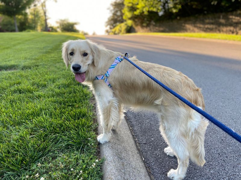 Teaching Your Dog To Walk On A Loose Leash