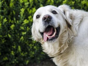 Temperament - Golden Retrievers