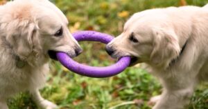 The 4 Types of Dog Toys & How They Help With Training