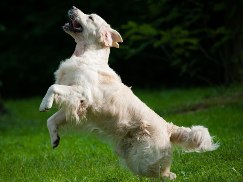 The Truth About Golden Retriever Behavior Issues