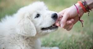 The Truth About Puppy Biting