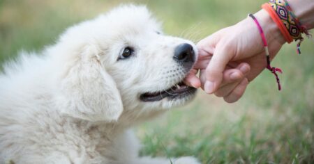 The Truth About Puppy Biting