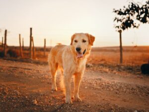The Truth About Short Haired Golden Retrievers