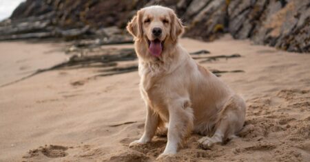 The Truth About Short-Haired Golden Retrievers