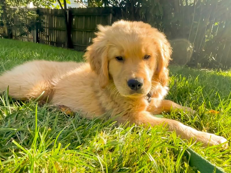 Training Your Golden Retriever Puppy
