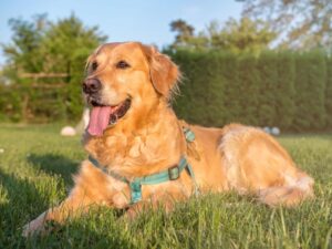 Training Your Golden Retriever To Stop Jumping