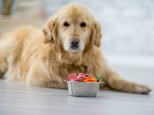 What About Feeding Your Golden Retriever A Raw Diet Or Homemade Food