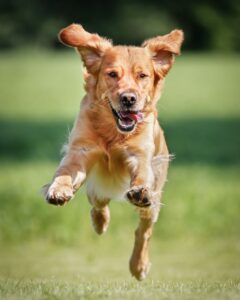 What Does Aggression In Golden Retrievers Look Like