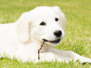 What Goes Into Naming Your Puppy