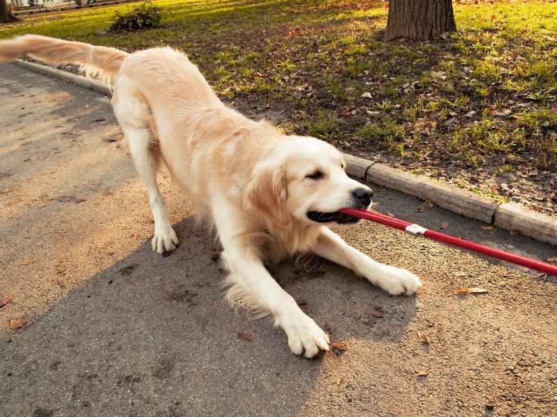What Happens If Your Golden Retriever Doesn't Get Enough Exercise