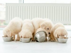 What Questions To Ask A Breeder