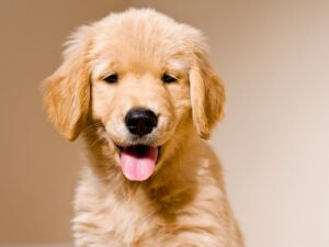 What To Consider When Naming Your Golden Retriever