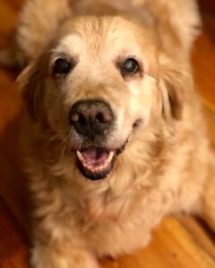 What To Do If Your Golden Retriever Is Aggressive
