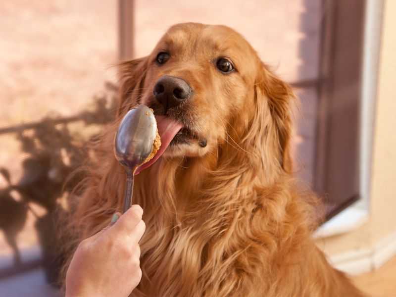 What We Feed Our Golden