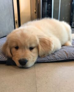 What You Should Expect To Pay For A Golden Retriever