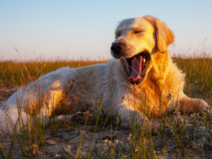 When Can Golden Retrievers Become Aggressive