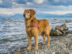 When Do Golden Retrievers Grow Their Full Coat