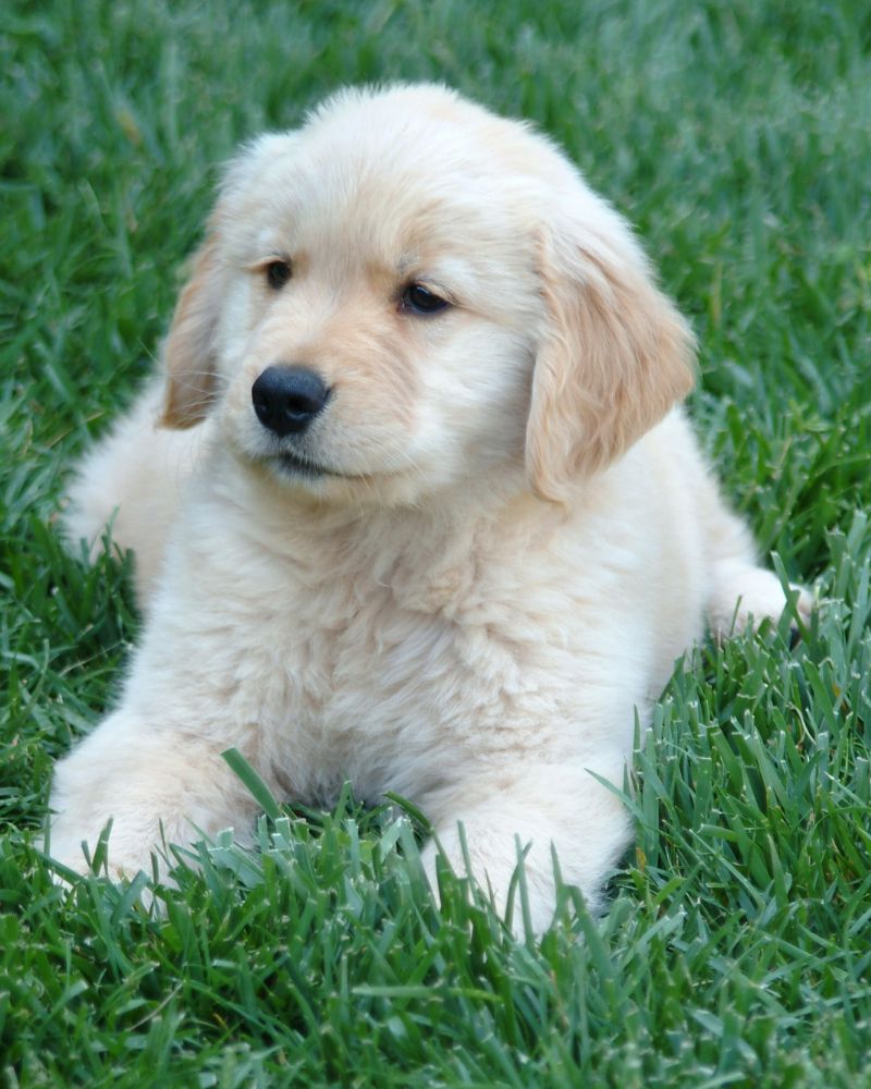 When Should You Start Training Your Golden Retriever Puppy