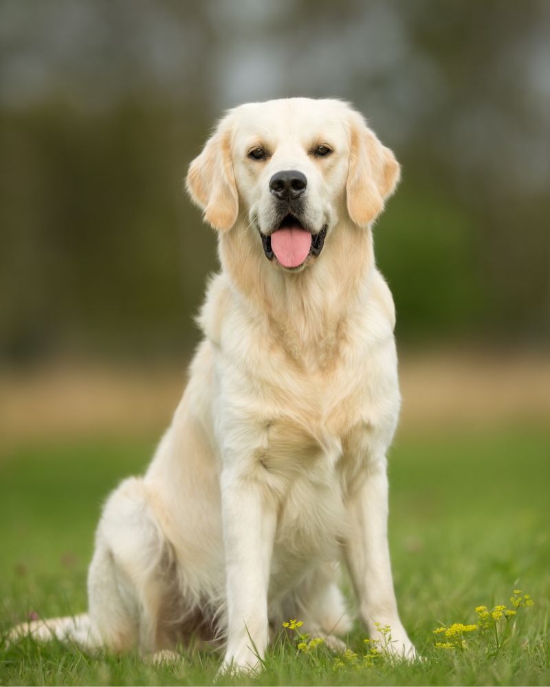 Which Types Of Golden Retrievers Have Shorter Hair