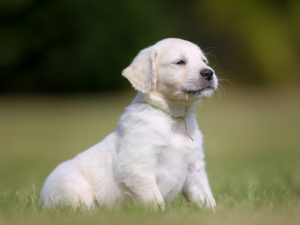 White Golden Retriever Names