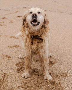 Why Do Golden Retrievers Become Aggressive