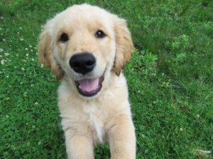 Why Do Golden Retrievers Jump