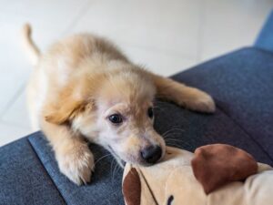 Why Do Puppies Bite