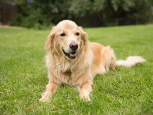 Why It's Important To Train Your Golden Retriever To Leave It