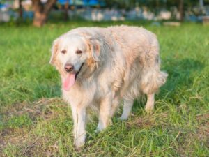 Why Teaching Your Golden Retriever To Come Is Important